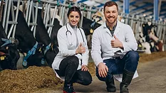 two farm vets in white coats squatting on ground in front of cows in a pen smiling at the camera with thumbs up