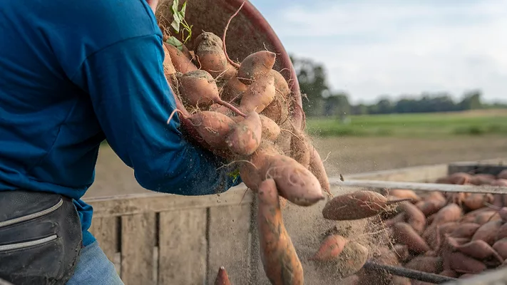 farmer harvesting soil-covered sweet potatoes