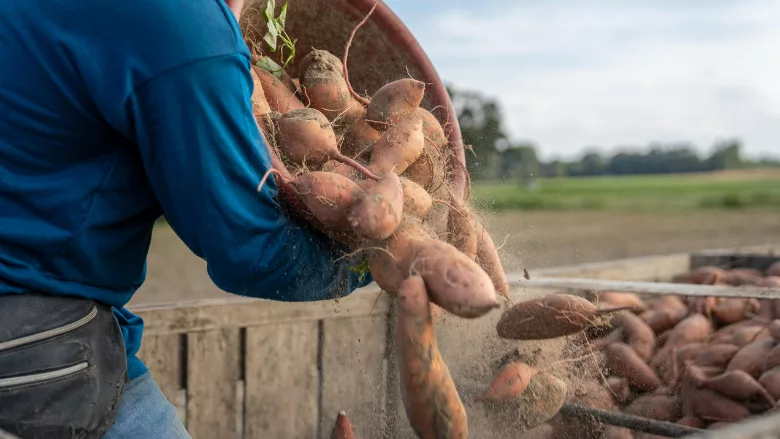 farmer harvesting soil-covered sweet potatoes