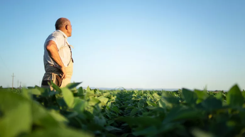 a farmer overlooking his field
