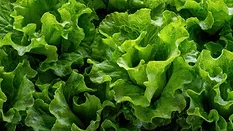 fresh lettuce