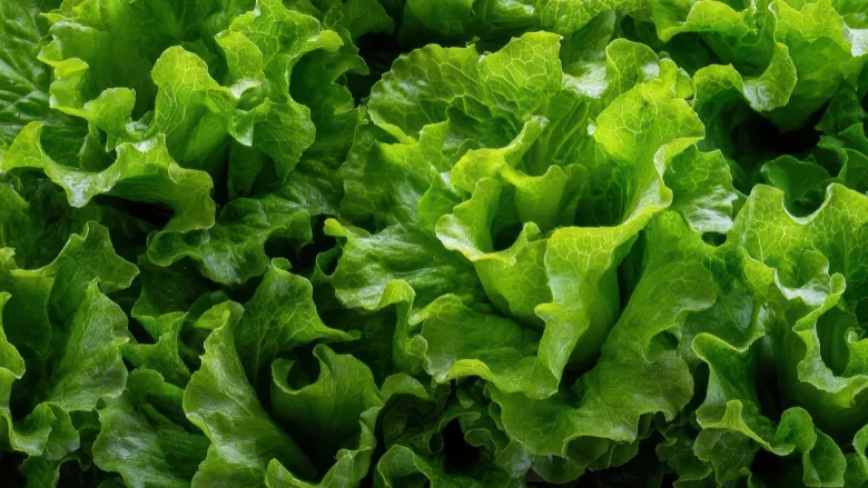 fresh lettuce