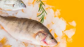 fresh whole fish on ice on yellow table