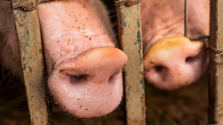hogs noses between bars_freepik.png two hogs' noses poking out between cage bars