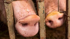 two hogs' noses poking out between cage bars