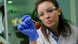lab scientist investigating a strawberry