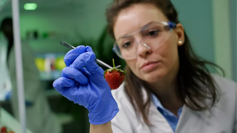 lab scientist investigating a strawberry