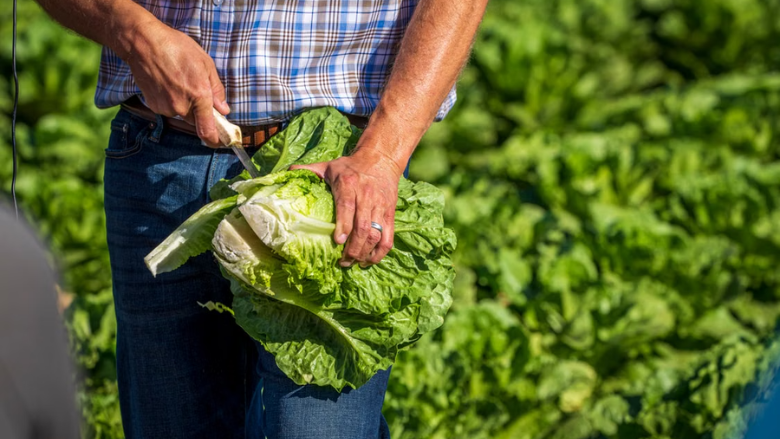 Center for Produce Safety Releases Cyclospora Resources for Industry