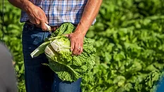 lettuce farming