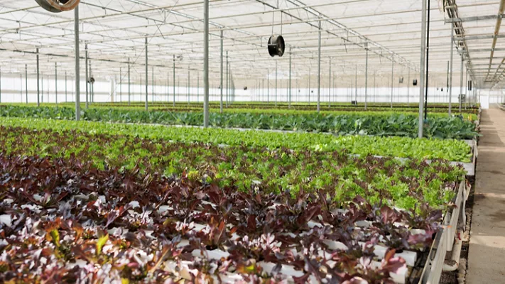 lettuce growing indoors_DC Studio via Freepik.png lettuce growing indoors