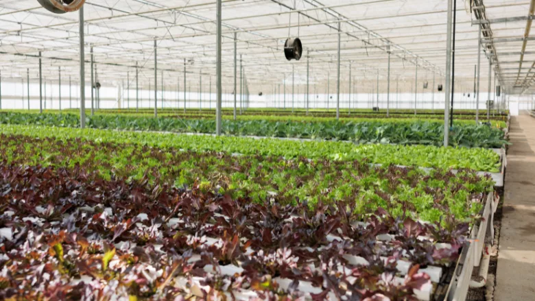 lettuce growing indoors