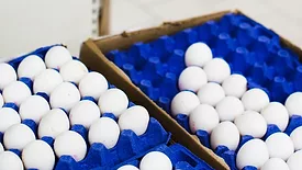 pallets of shell eggs