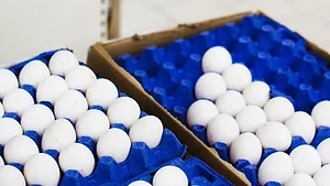 pallets of shell eggs_freepik.png pallets of shell eggs