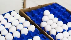 pallets of shell eggs