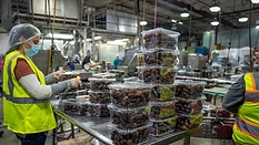 person working in date production factory wearing a covid-19 era mask