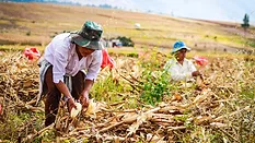 peruvian farmers working in a field handling corn crops