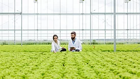 researchers in an indoor hydroponic growing facility
