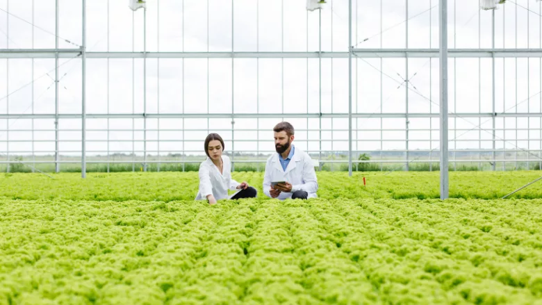 researchers in an indoor hydroponic growing facility