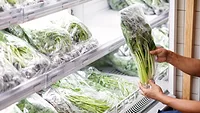 retailer inspecting leafy greens at the store