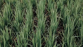 rice field growing