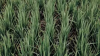 rice field growing