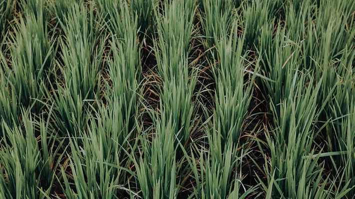 rice field growing