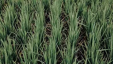 rice field growing