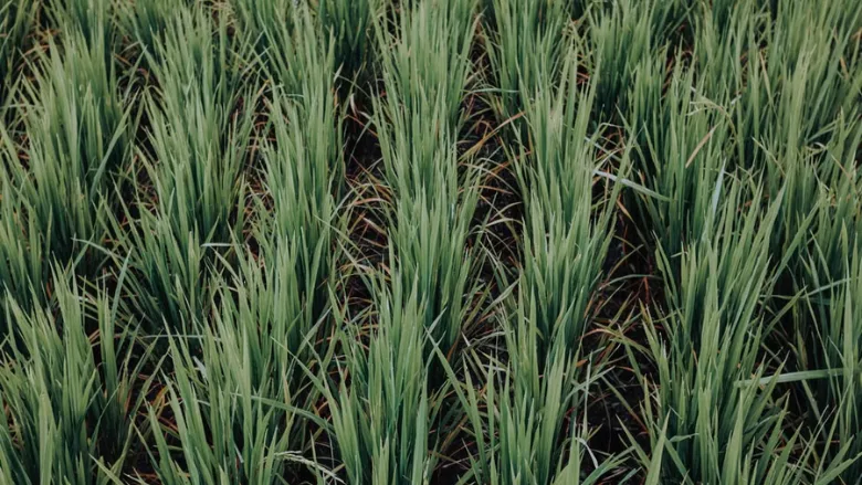 rice field growing