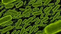 rod shaped bacteria green 3d rendering_freepik via magnific.png 3d rendering of rod shaped bacteria