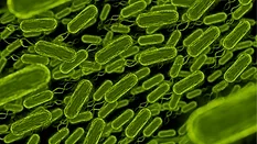 3d rendering of rod shaped bacteria