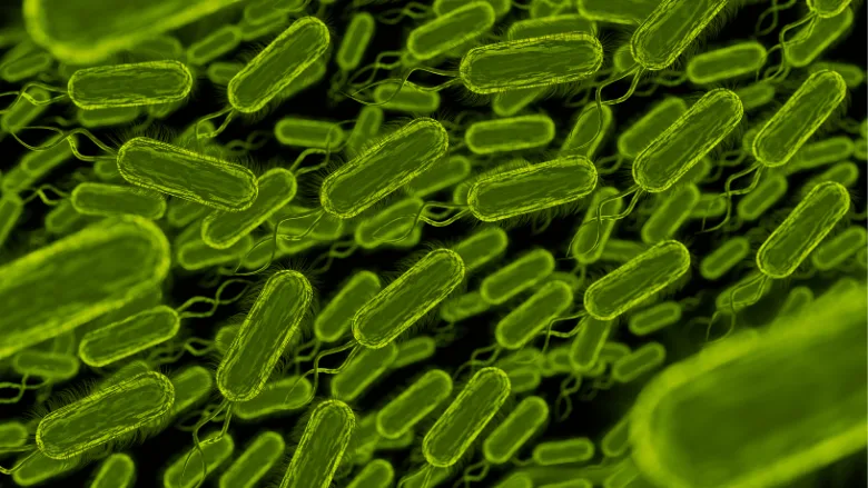 3d rendering of rod shaped bacteria
