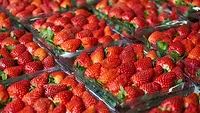 strawberries in  plastic cartons