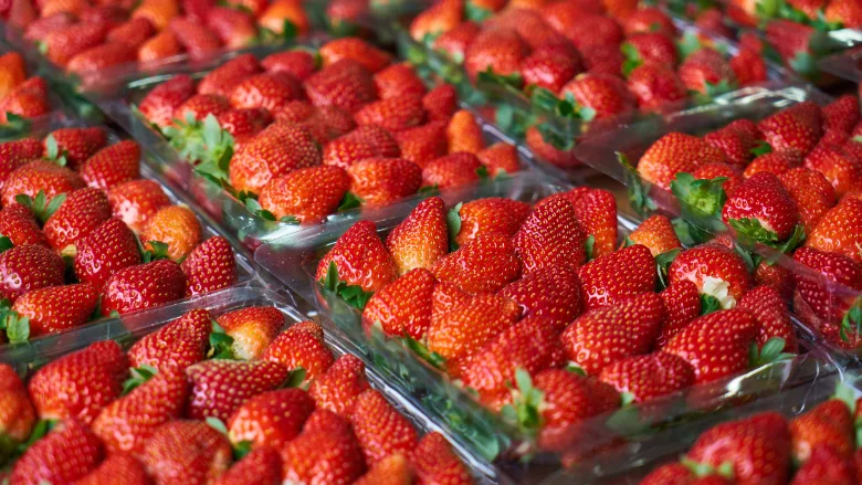 strawberries in plastic cartons