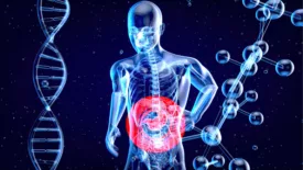 3D rendering of a human anatomy figure highlighting the stomach, next to a DNA strand and chemical molecule structure