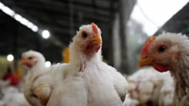 broiler chickens on farm 