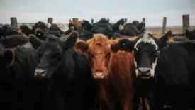 black and brown cattle outdoors in a feedlot looking at the camera