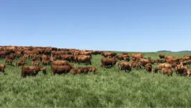 Cattle ranch