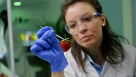 lab scientist investigating a strawberry