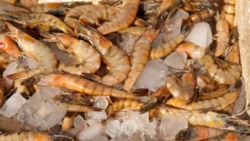 shrimp on ice