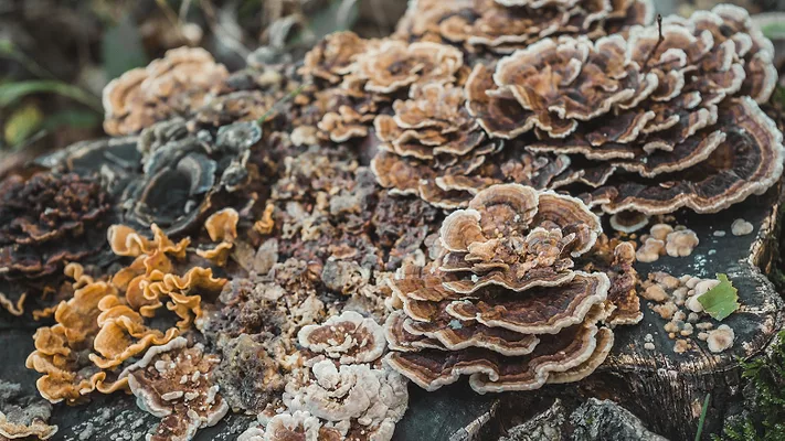 turkey tail mushroom_wirestock via Freepik.png turkey tail mushroom growing on a stump in nature