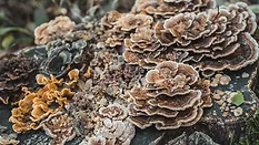 turkey tail mushroom growing on a stump in nature