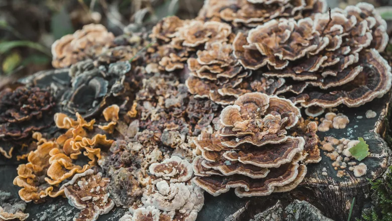 turkey tail mushroom growing on a stump in nature
