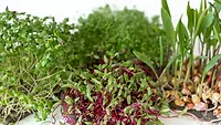 various types of microgreens
