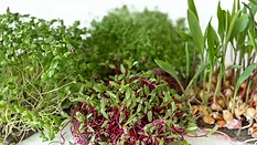 various types of microgreens