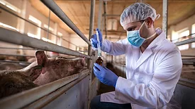 veterinarian preparing to administer drugs to pig