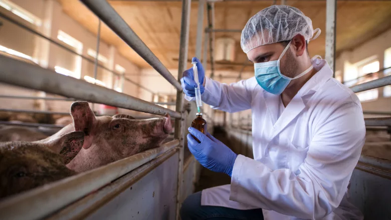 veterinarian preparing to administer drugs to pig
