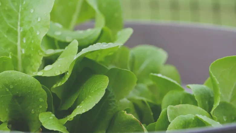 wet leafy greens in a bowl