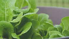 wet leafy greens in a bowl
