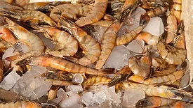 shrimp on ice
