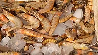 whole shrimp on ice_bearfotos via Magnific.png shrimp on ice